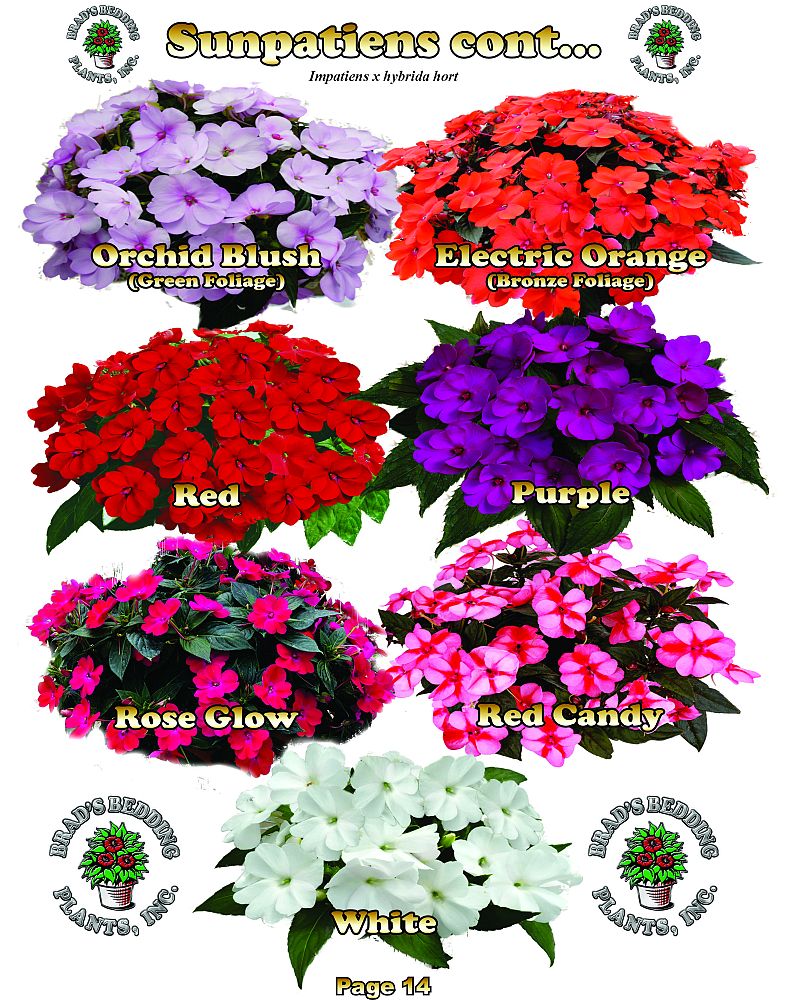 impatiens-x-hybrida-hort-sunpatiens-compact-series