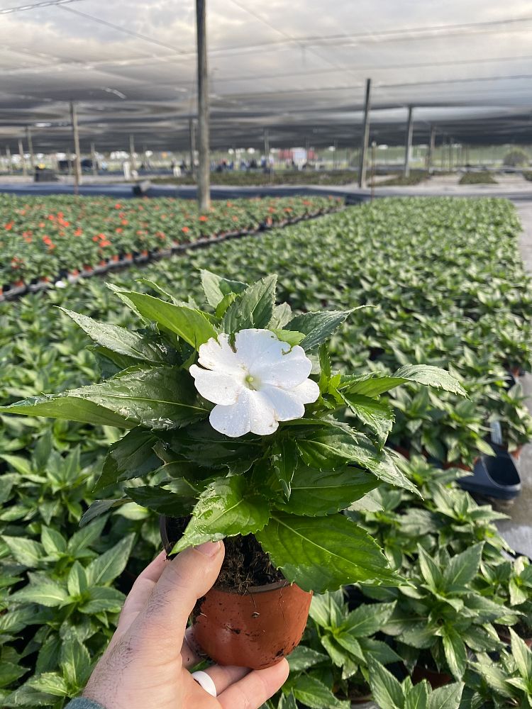 impatiens-x-hybrida-hort-sunpatiens-compact-white