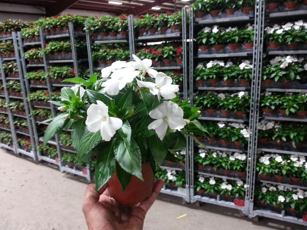 impatiens-x-hybrida-hort-sunpatiens-compact-white