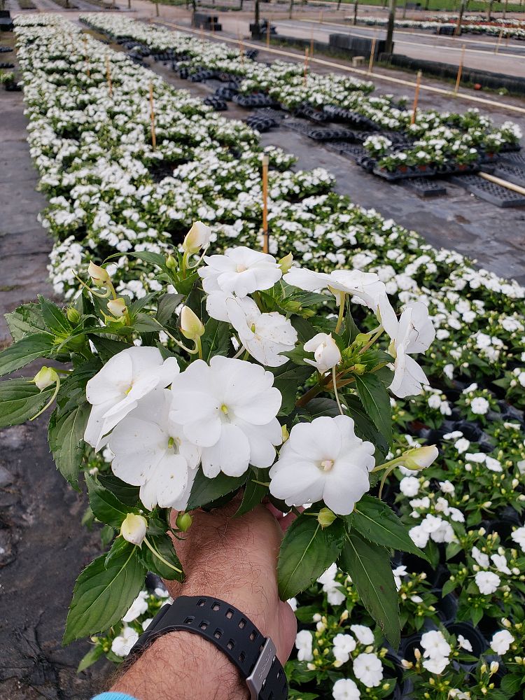 impatiens-x-hybrida-hort-sunpatiens-compact-white