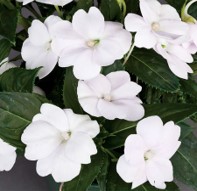 impatiens-x-hybrida-hort-sunpatiens-compact-white