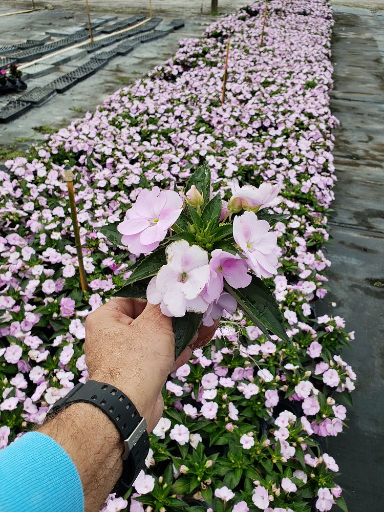 impatiens-x-hybrida-hort-sunpatiens-orchid-blush