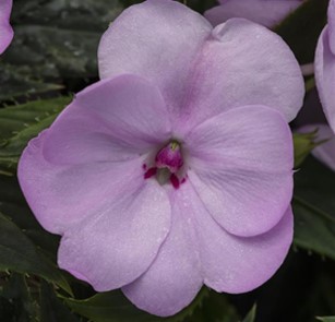 impatiens-x-hybrida-hort-sunpatiens-orchid-blush