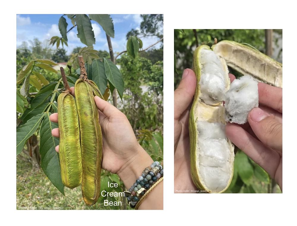 inga-edulis-monkey-tamarind-ice-cream-bean