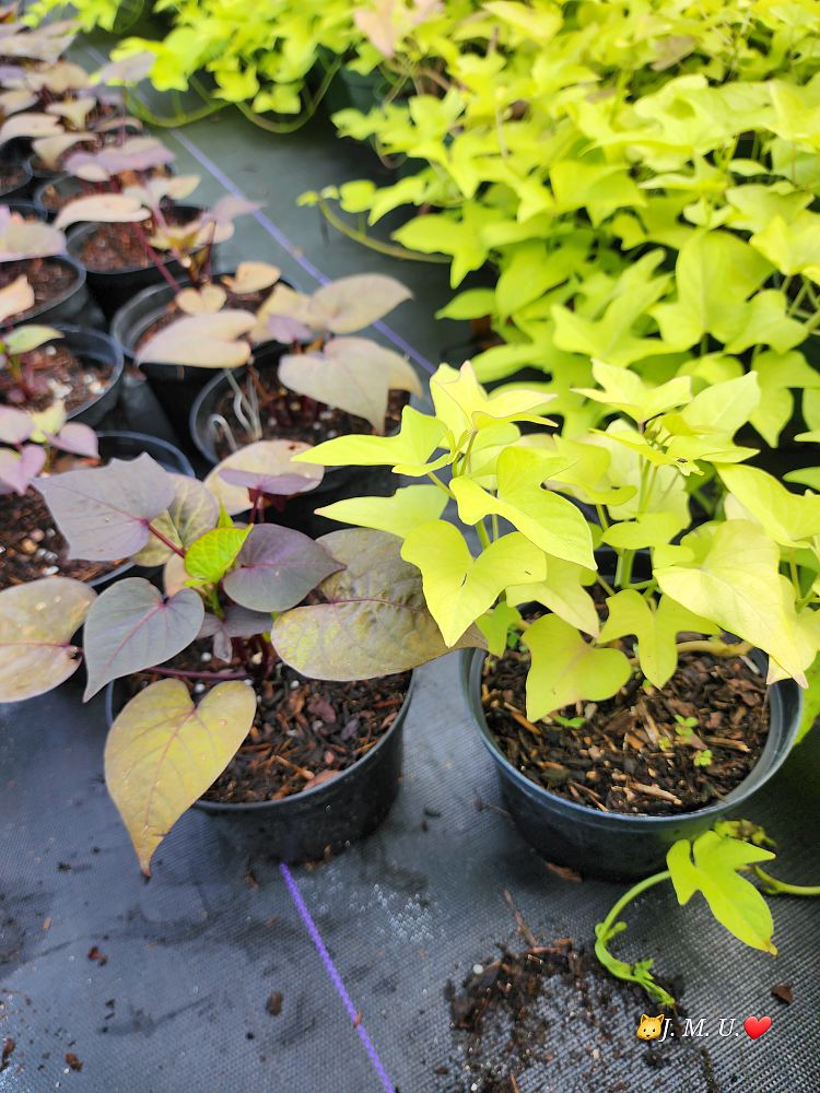 ipomoea-batatas-blackie-sweet-potato-vine
