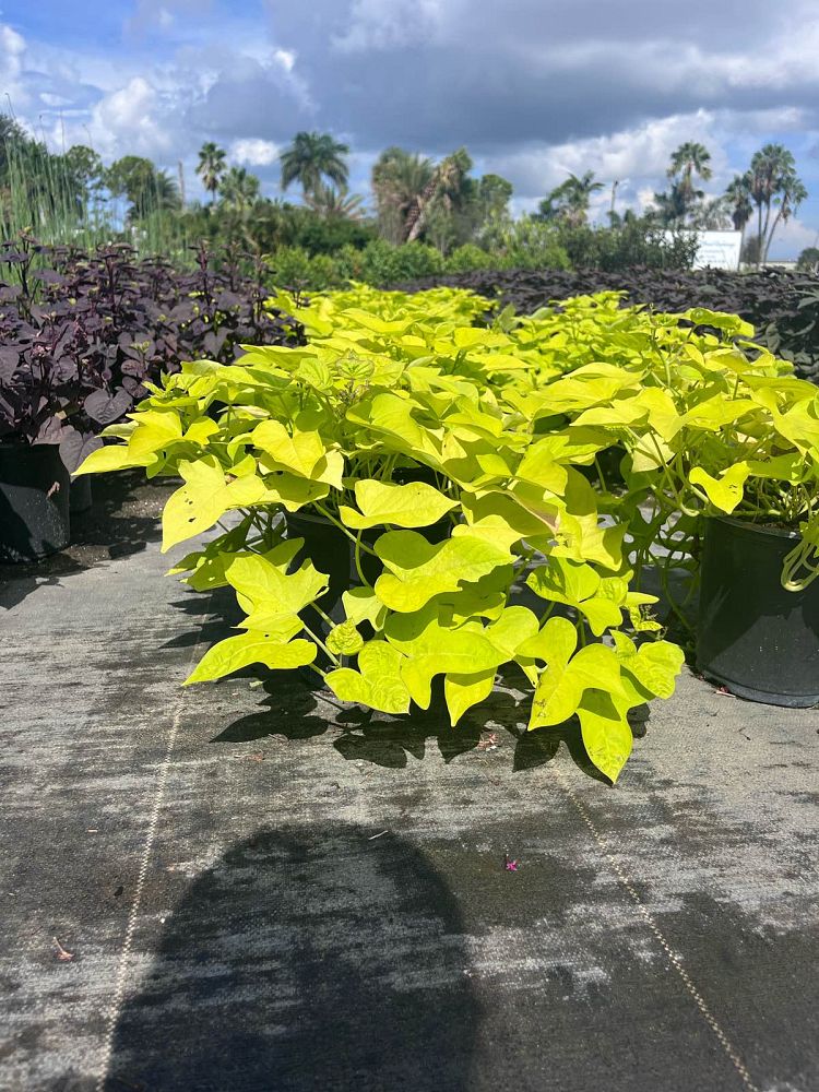 ipomoea-batatas-marguerite-sweet-potato-margarita