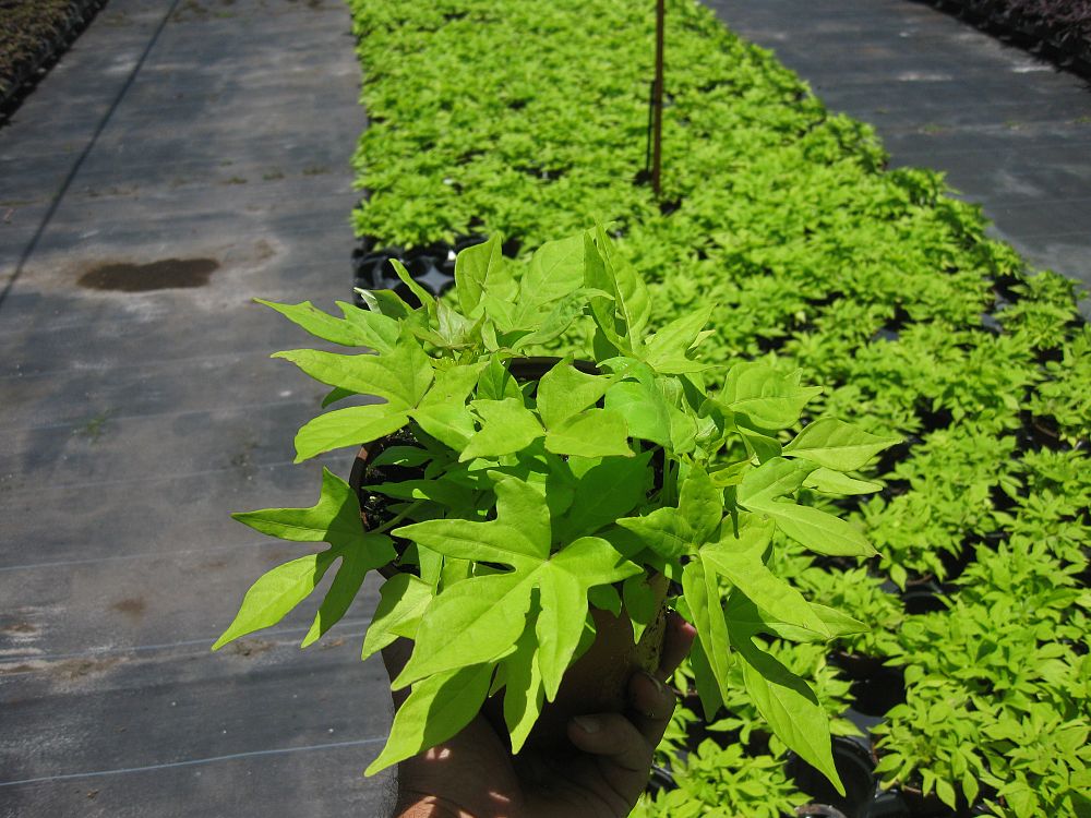 ipomoea-batatas-solarpower-lime-sweet-potato-vine-ornamental-sweet-potato