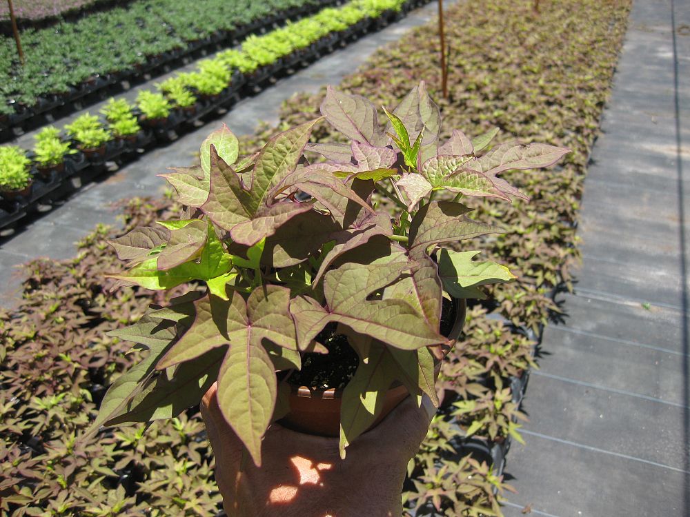 ipomoea-batatas-solarpower-red-sweet-potato-vine-ornamental-sweet-potato