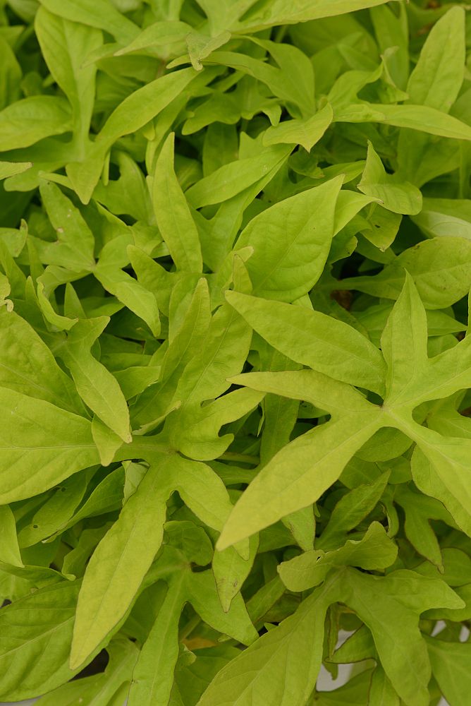 ipomoea-batatas-spotlight-lime-sweet-potato-vine-ornamental-sweet-potato