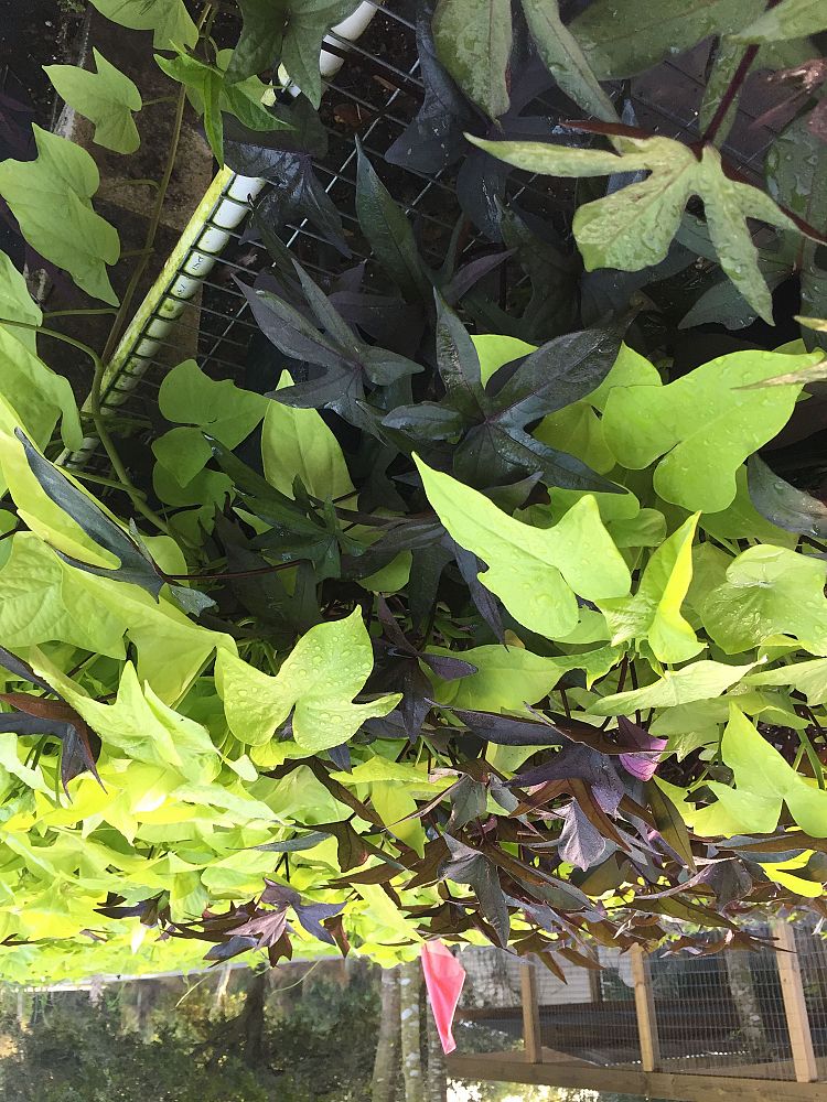 ipomoea-batatas-sweet-potato-vine