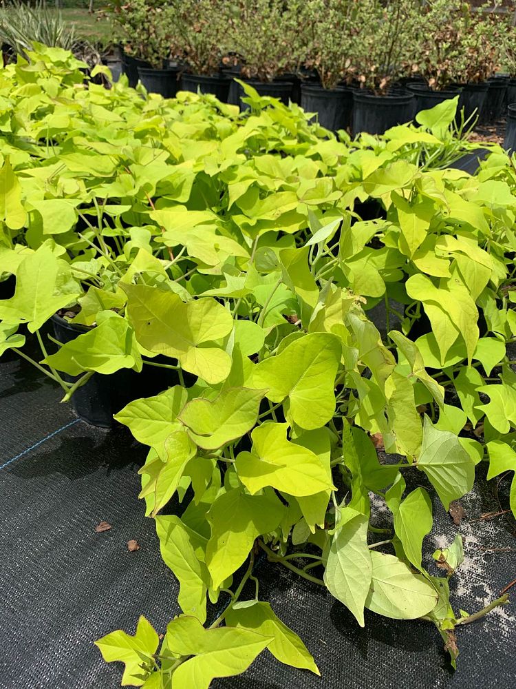 ipomoea-batatas-sweet-potato-vine