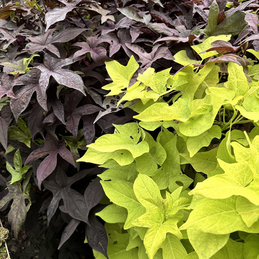 ipomoea-batatas-sweet-potato-vine
