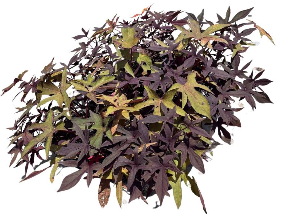 ipomoea-batatas-sweet-potato-vine
