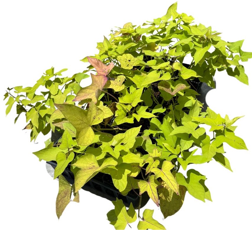 ipomoea-batatas-sweet-potato-vine
