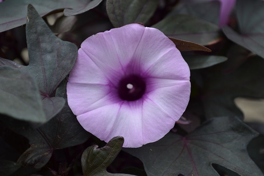 ipomoea-batatas-sweet-potato-vine