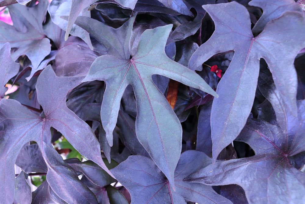ipomoea-batatas-sweet-potato-vine