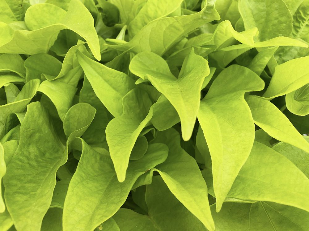 ipomoea-batatas-sweet-potato-vine