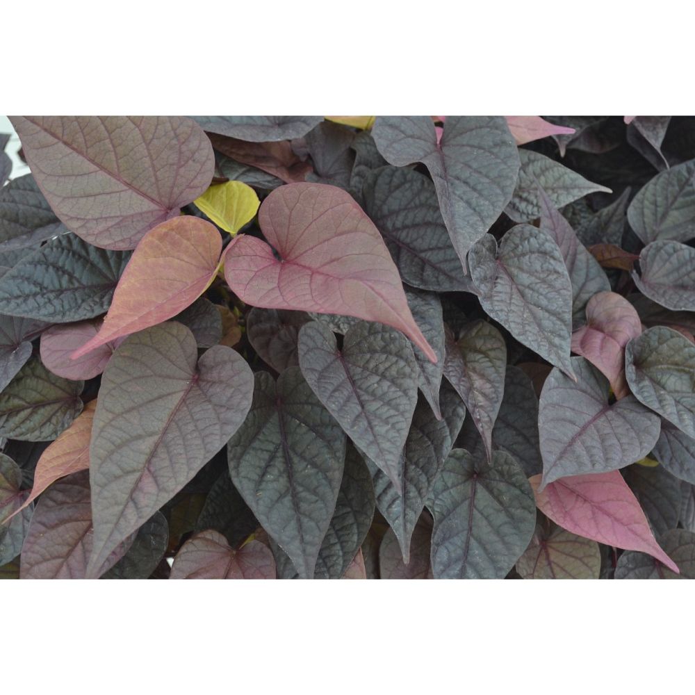 ipomoea-batatas-sweet-potato-vine