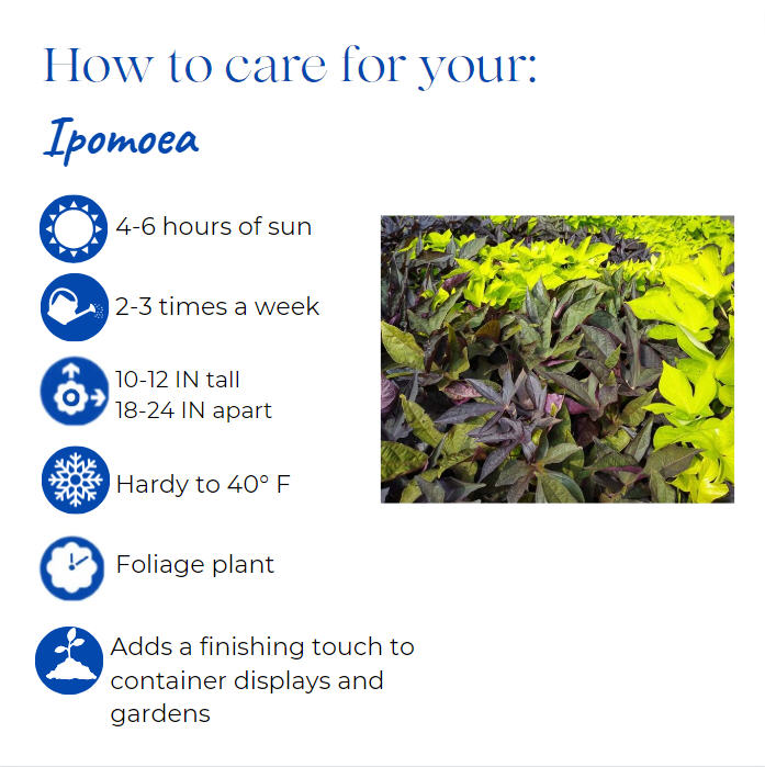 ipomoea-batatas-sweet-potato-vine
