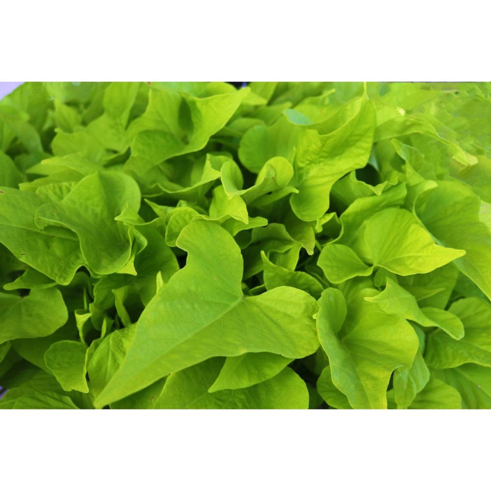 ipomoea-batatas-sweet-potato-vine