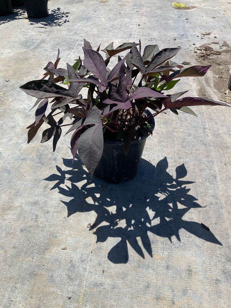 ipomoea-black-sweet-potato-vine