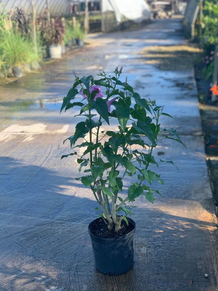 ipomoea-carnea-badoh-negro-borrachero-matacabra-morning-glory-tree-bush-morning-glory