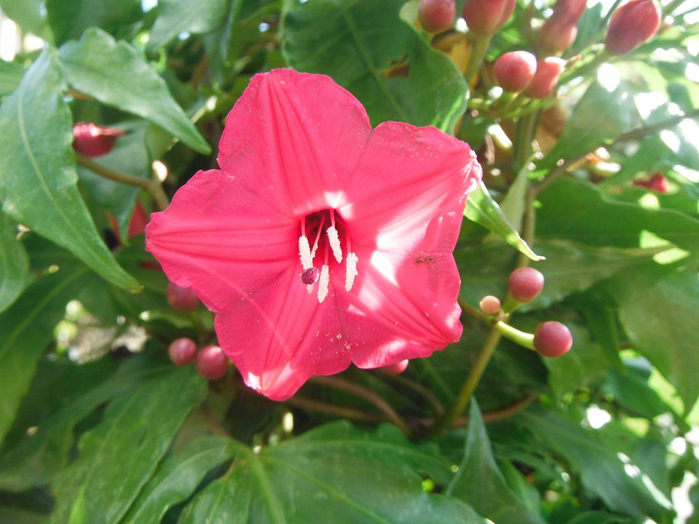 ipomoea-horsfalliae-perennial-morning-glory