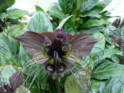 ipomoea-neei-bat-flower