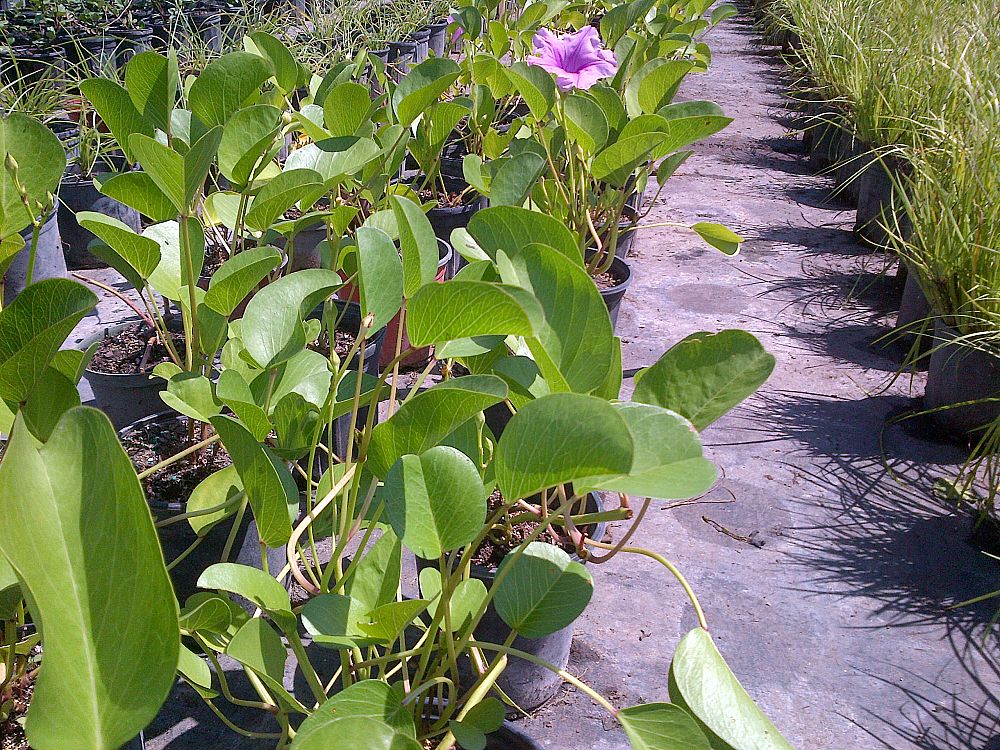 ipomoea-pes-caprae-railroad-vine-goat-s-foot-bayhops