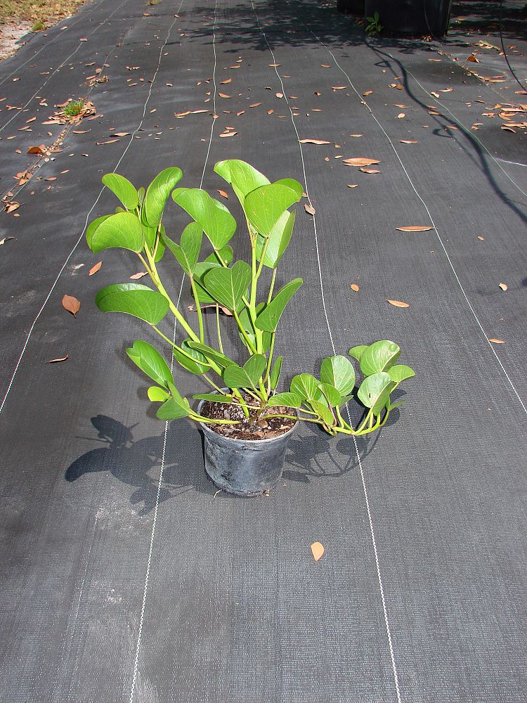 ipomoea-pes-caprae-railroad-vine-goat-s-foot-bayhops