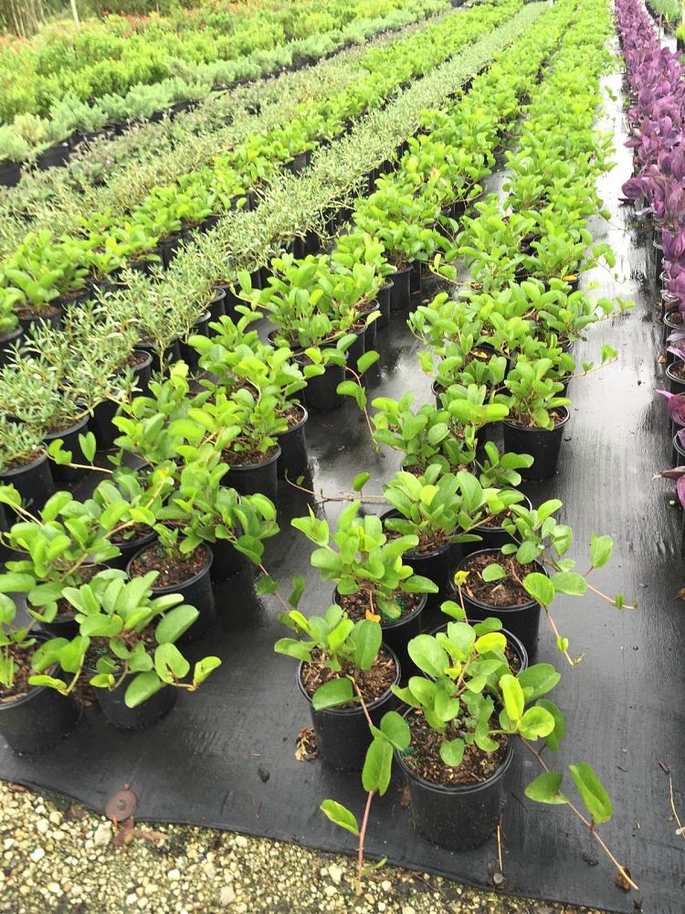 ipomoea-pes-caprae-railroad-vine-goat-s-foot-bayhops