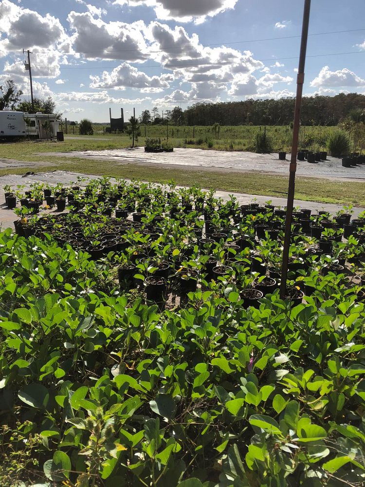 ipomoea-pes-caprae-railroad-vine-goat-s-foot-bayhops