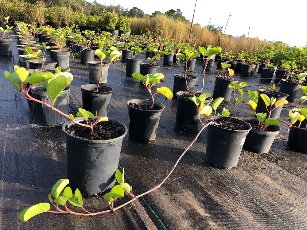 ipomoea-pes-caprae-railroad-vine-goat-s-foot-bayhops