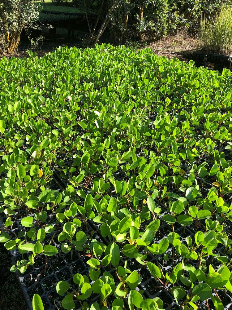 ipomoea-pes-caprae-railroad-vine-goat-s-foot-bayhops
