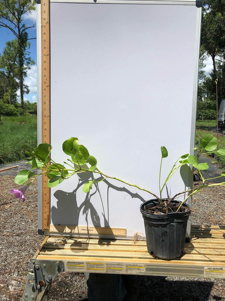 ipomoea-pes-caprae-railroad-vine-goat-s-foot-bayhops