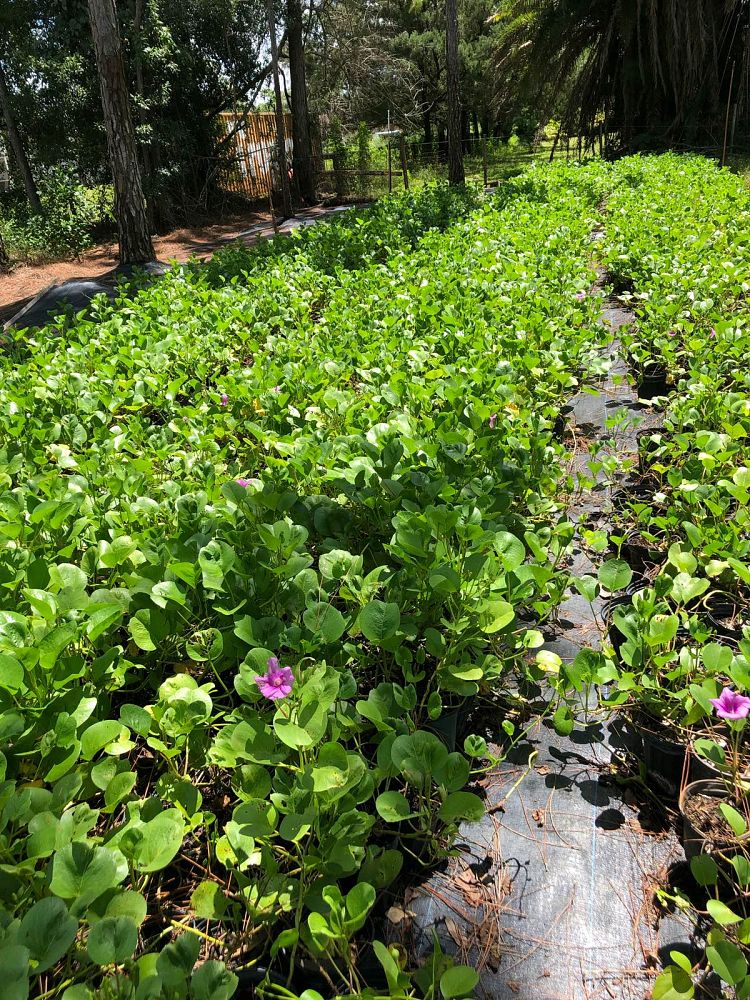 ipomoea-pes-caprae-railroad-vine-goat-s-foot-bayhops