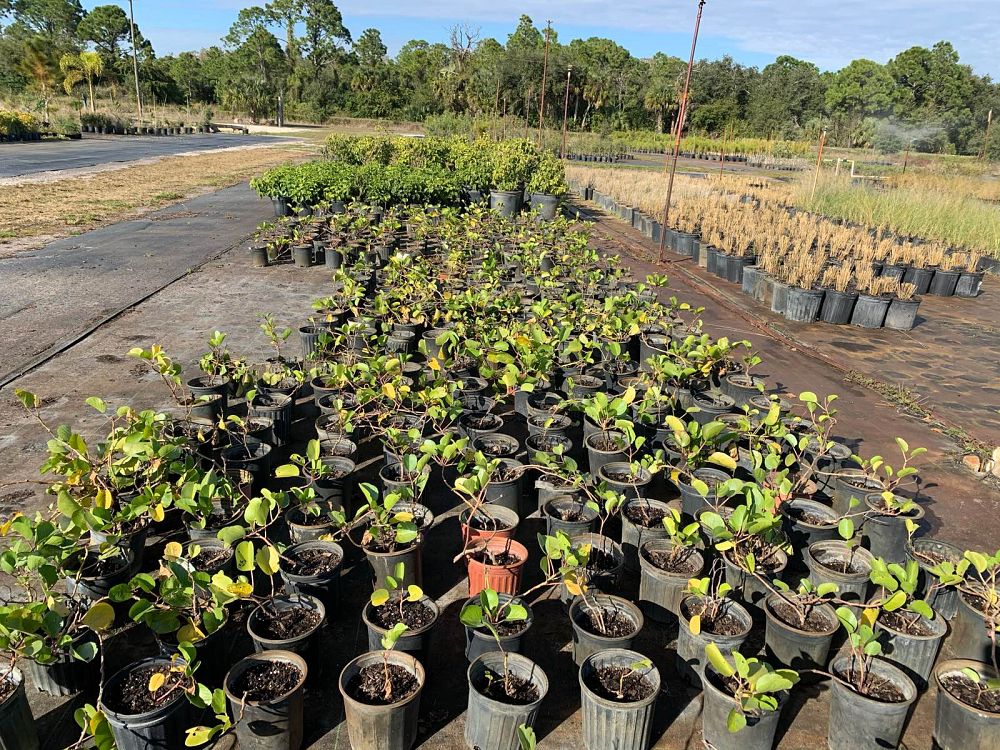 ipomoea-pes-caprae-railroad-vine-goat-s-foot-bayhops