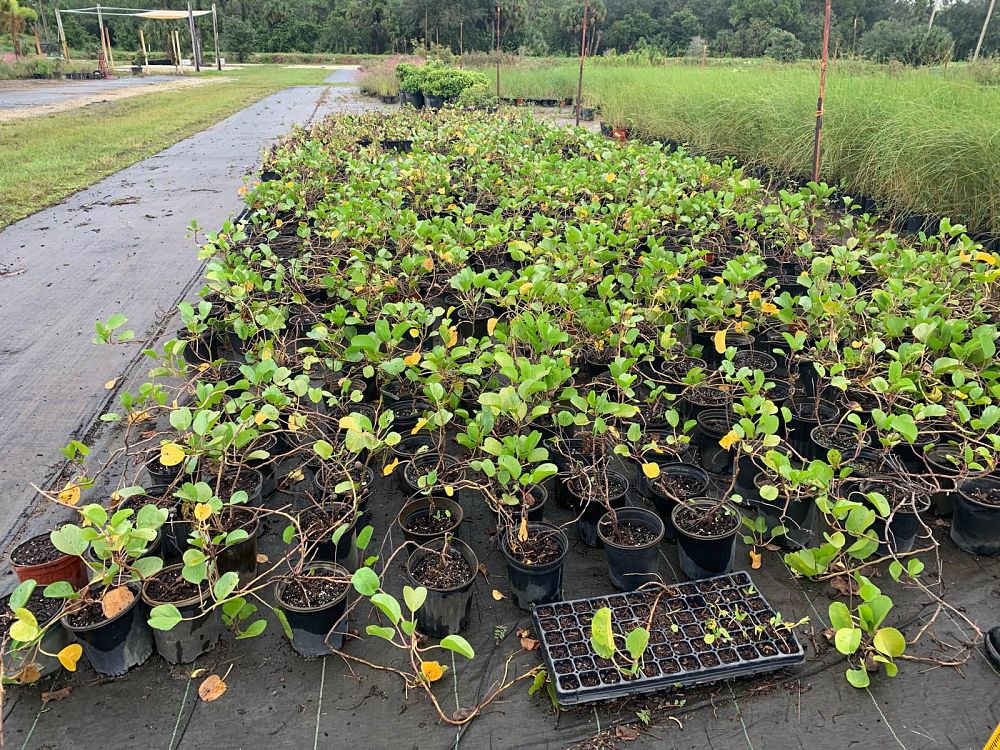 ipomoea-pes-caprae-railroad-vine-goat-s-foot-bayhops