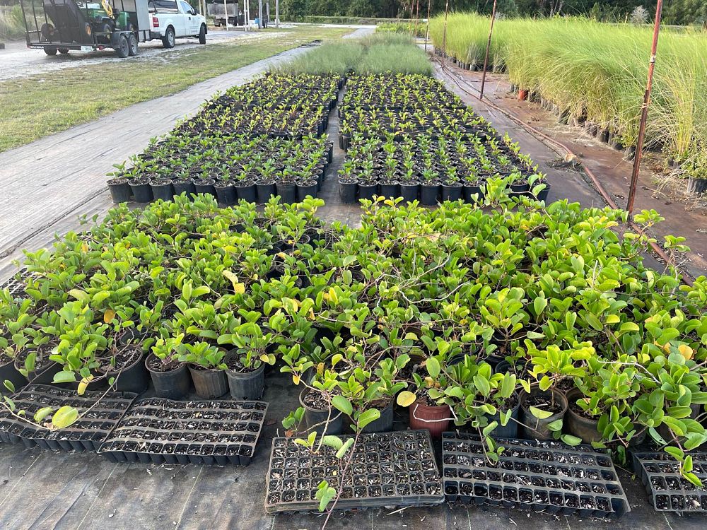 ipomoea-pes-caprae-railroad-vine-goat-s-foot-bayhops