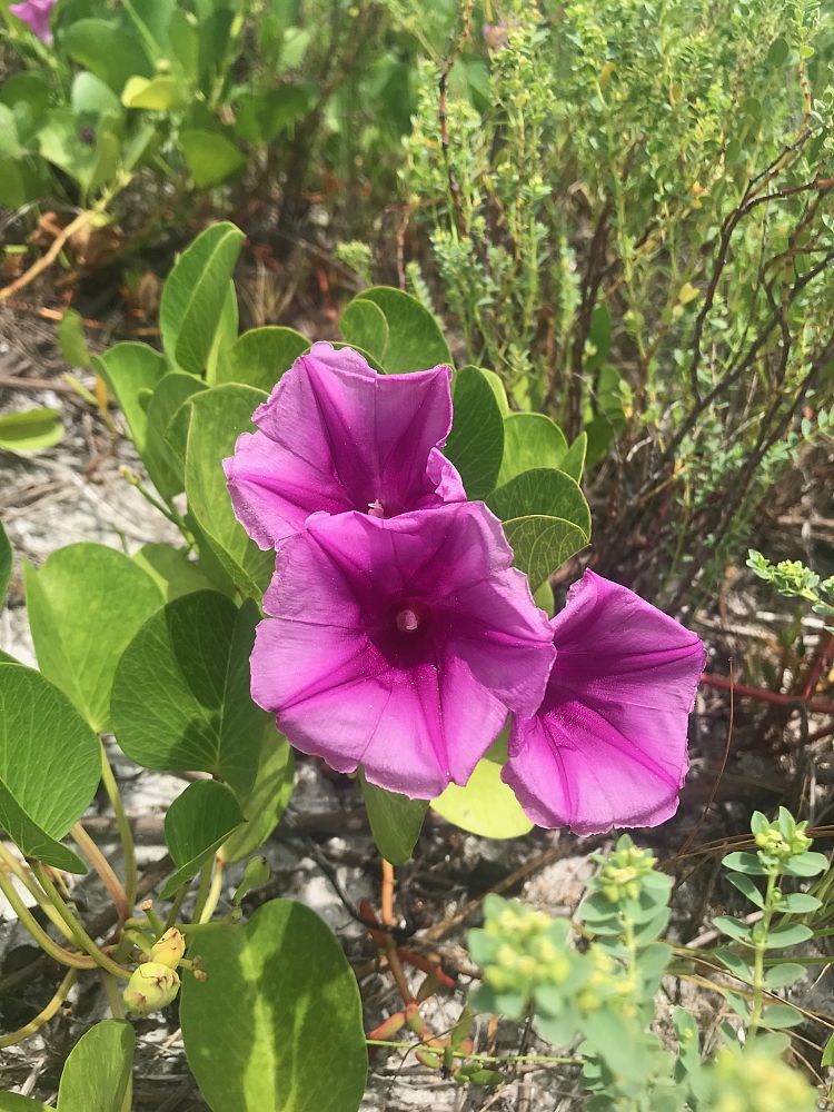 ipomoea-pes-caprae-railroad-vine-goat-s-foot-bayhops