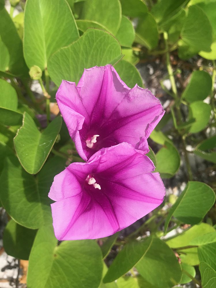 ipomoea-pes-caprae-railroad-vine-goat-s-foot-bayhops