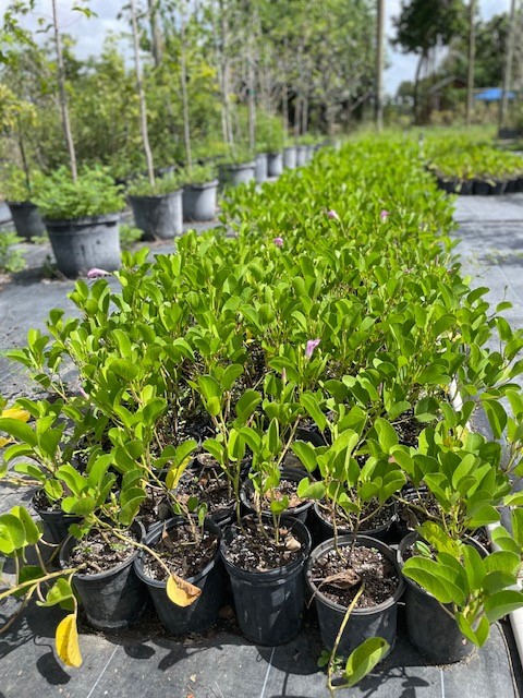 ipomoea-pes-caprae-railroad-vine-goat-s-foot-bayhops