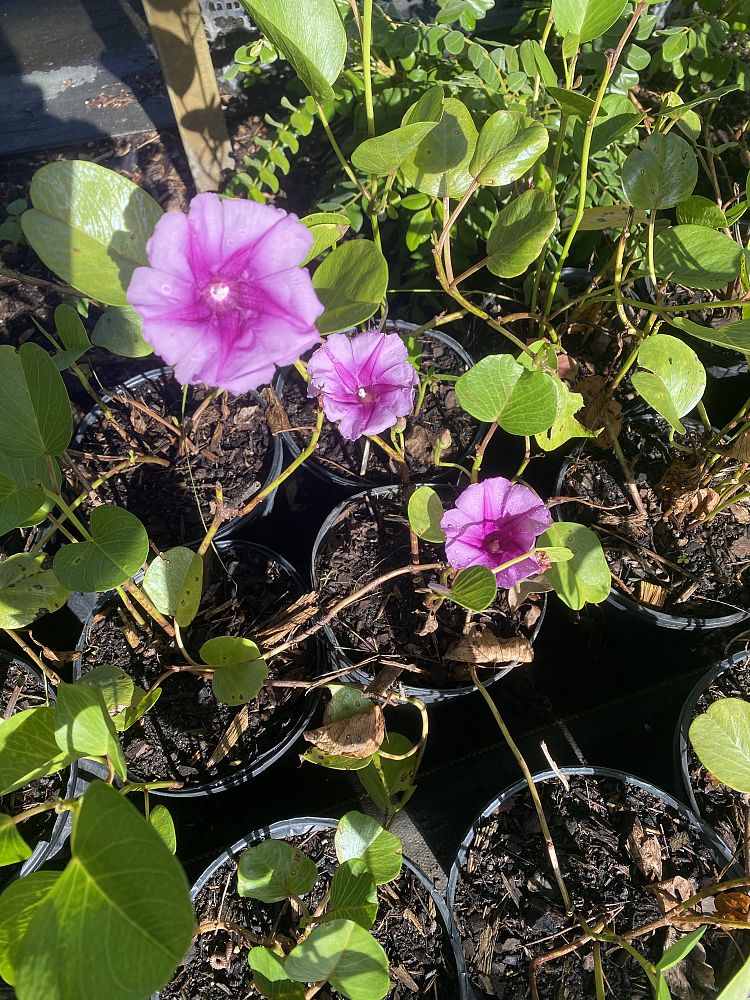 ipomoea-pes-caprae-railroad-vine-goat-s-foot-bayhops