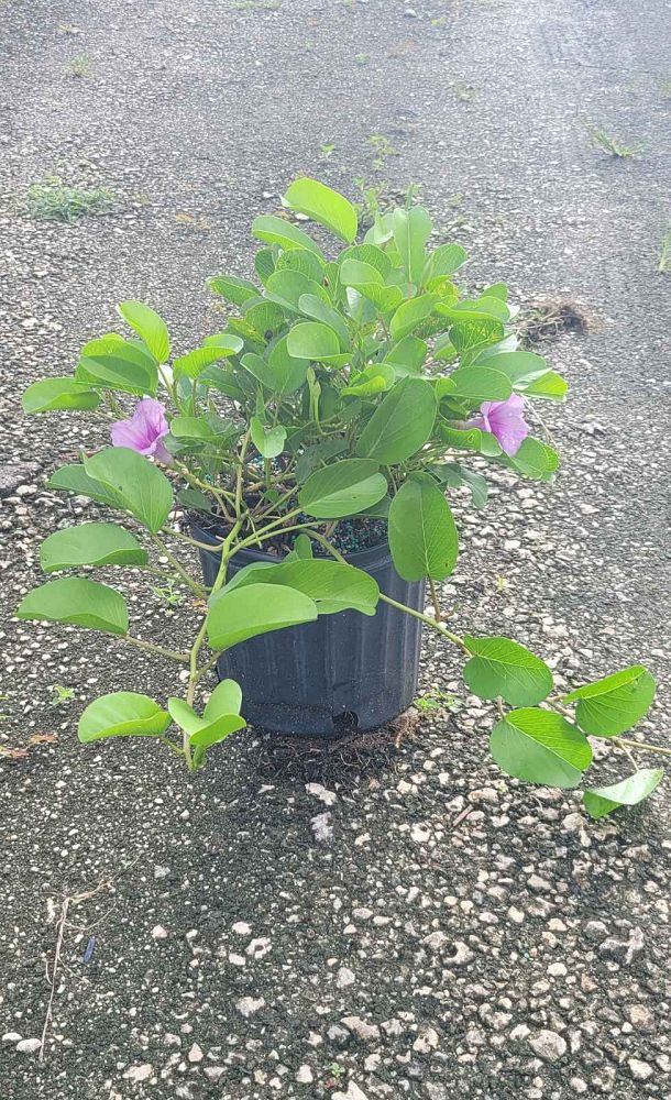 ipomoea-pes-caprae-railroad-vine-goat-s-foot-bayhops