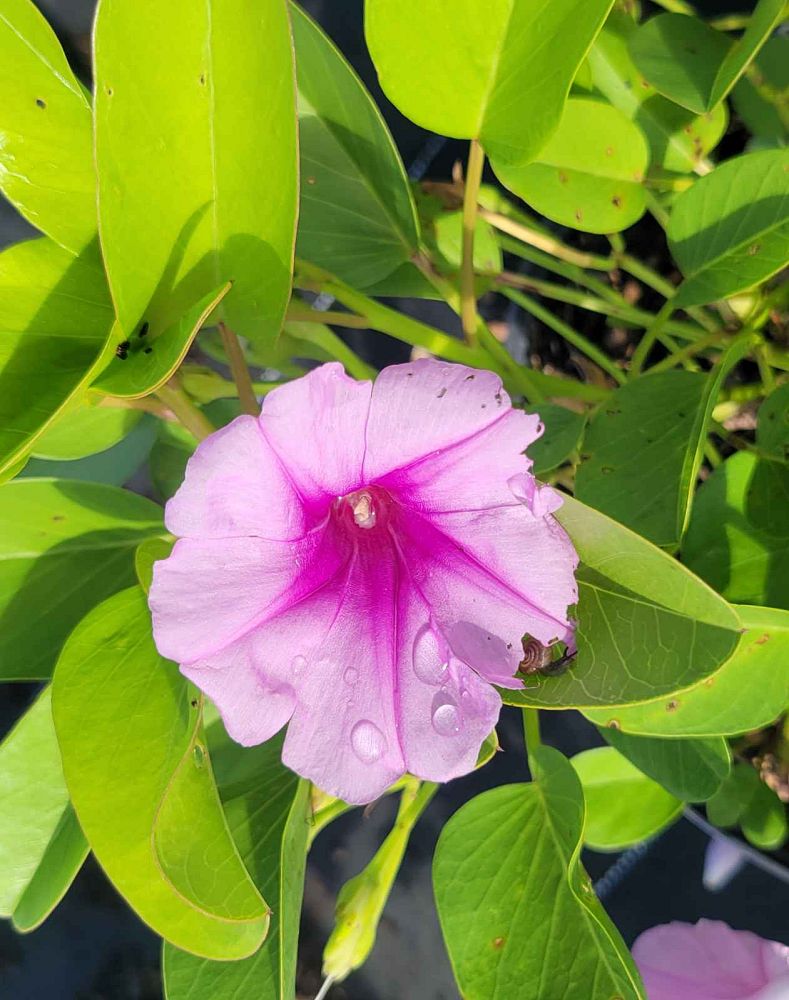 ipomoea-pes-caprae-railroad-vine-goat-s-foot-bayhops