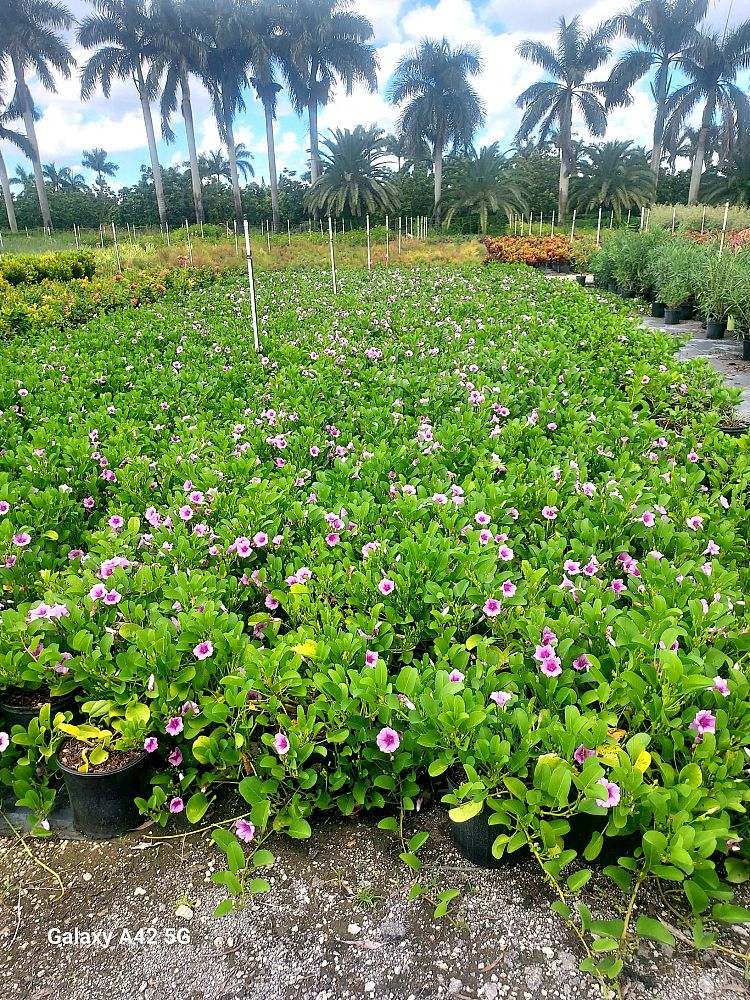 ipomoea-pes-caprae-railroad-vine-goat-s-foot-bayhops