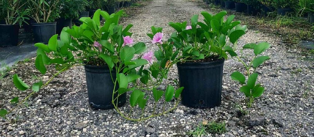 ipomoea-pes-caprae-railroad-vine-goat-s-foot-bayhops