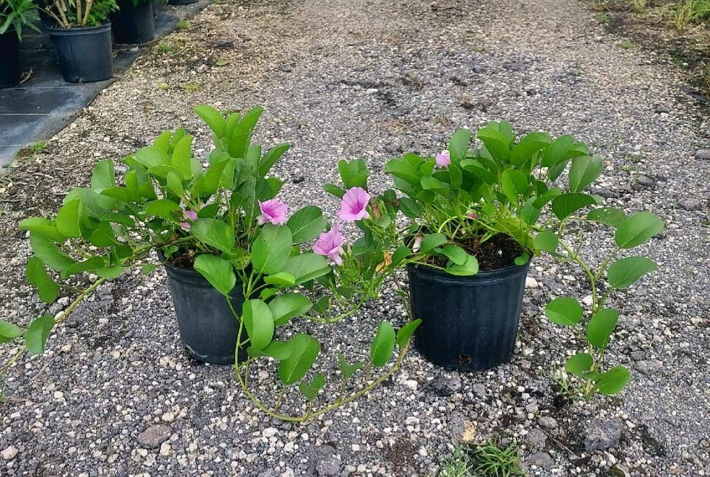 ipomoea-pes-caprae-railroad-vine-goat-s-foot-bayhops