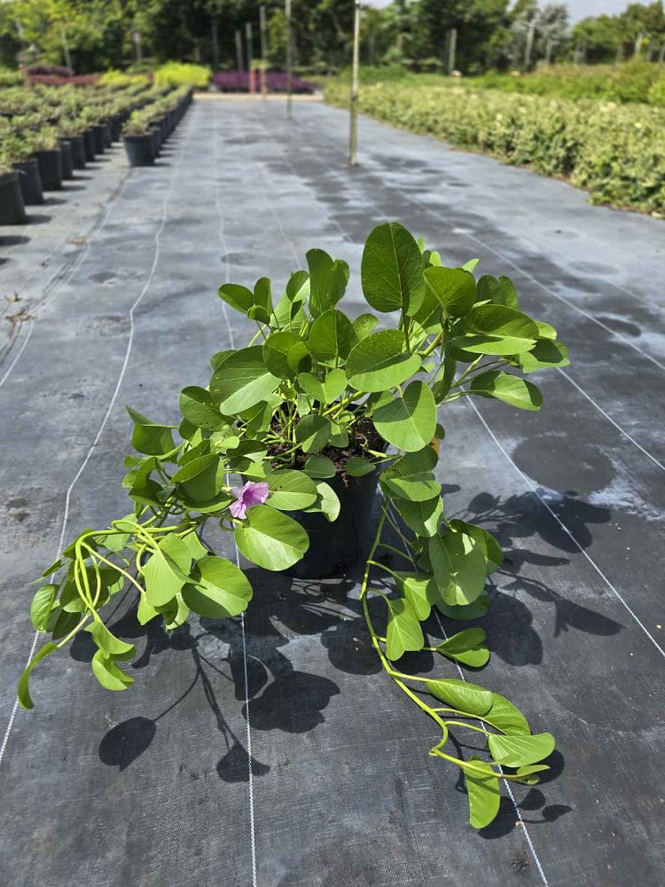 ipomoea-pes-caprae-railroad-vine-goat-s-foot-bayhops