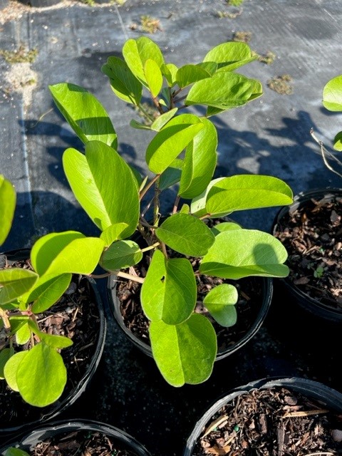 ipomoea-pes-caprae-railroad-vine-goat-s-foot-bayhops